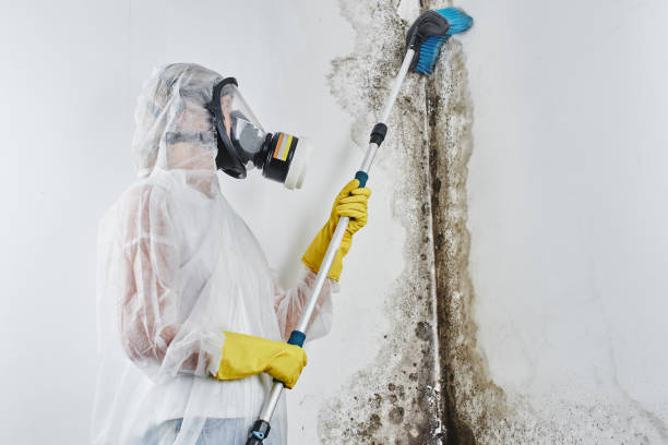 Best Residential Mold Removal  in South Tucson, AZ