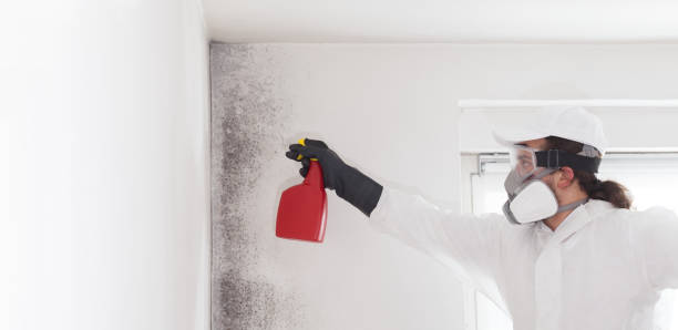 Best Mold Cleaning Services  in South Tucson, AZ