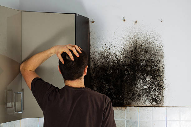 Best Home Mold Removal  in South Tucson, AZ